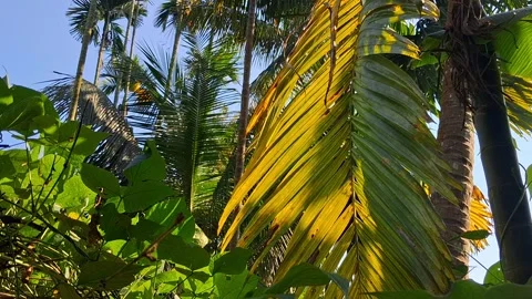 Tropical Palms in Sunlight Vídeo Stock 331658677