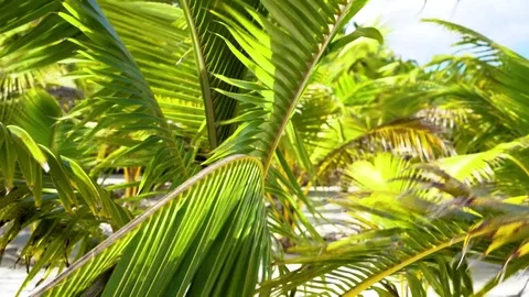 Tropical palms swaying in the wind Stock-Footage 75023853