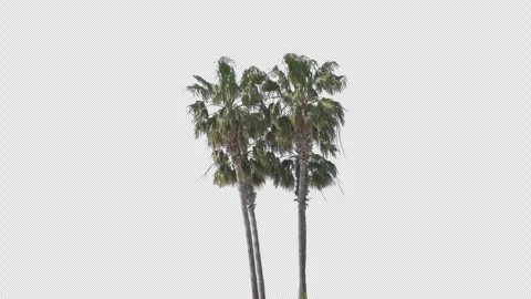 Tropical Palms on the wind 1 Stock Footage 265174086