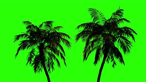 Tropical palms in the wind on isolated. green background. Stock-Footage 156346903
