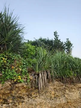 Tropical Pandan Plants and Green Vegetation Growing on Rocky Cliffs Stock Photos