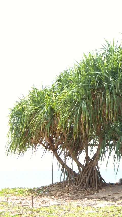 Tropical Pandanus Tree with Prop Roots on a Phuket Beach Stock Footage 328561817