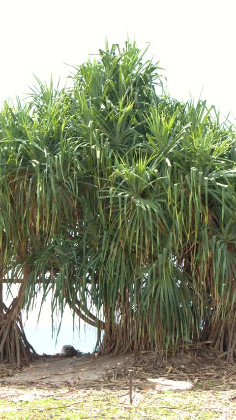 Tropical Pandanus Tree with Prop Roots on a Phuket Beach Stock Footage 328561829