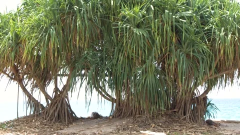 Tropical Pandanus Tree with Prop Roots on a Phuket Beach Stock Footage 328619628