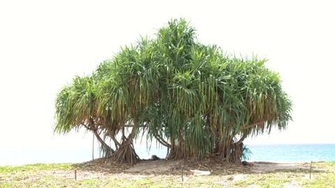 Tropical Pandanus Tree with Prop Roots on a Phuket Beach Stock Footage 328619642