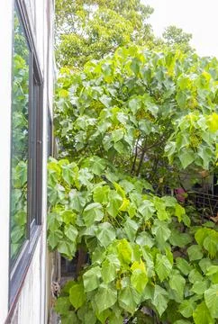 Tropical Panorama View From Window Over Patong And Lush Green Nature Phuket.. Stock Photos