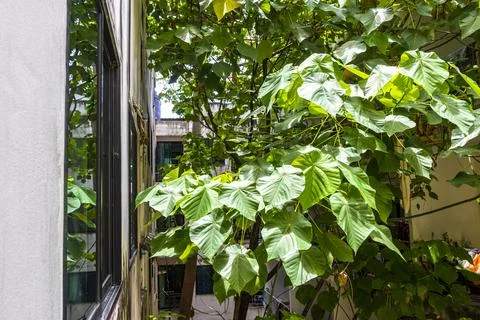 Tropical Panorama View From Window Over Patong And Lush Green Nature Phuket.. Stock Photos