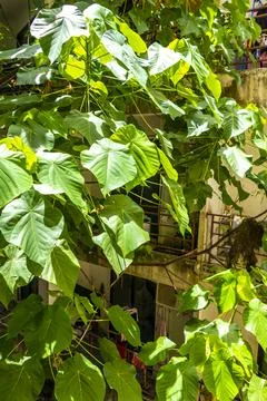 Tropical Panorama View From Window Over Patong And Lush Green Nature Phuket.. Stock Photos