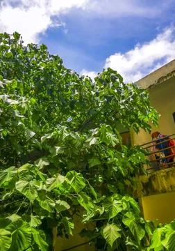 Tropical Panorama View From Window Over Patong And Lush Green Nature Phuket.. Stock Photos
