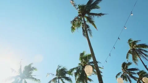 Tropical paradise backdrop, coconut palms swaying in sunny blue sky. Vídeo Stock 327628599