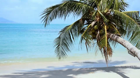 Tropical Paradise at Samui with palm  tree on the beach Stock Footage 35154358