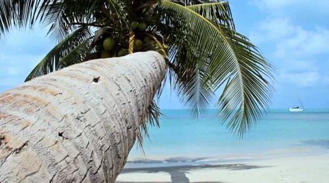 Tropical Paradise at Samui with palm  tree on the beach Stock Footage 35154361