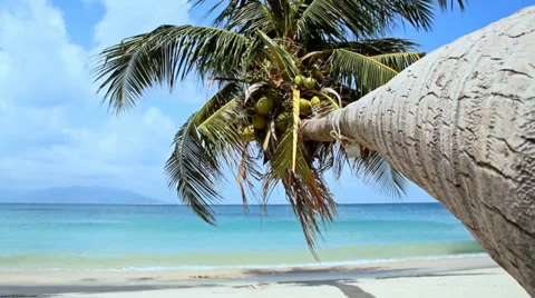 Tropical Paradise at Samui with palm  tree on the beach 動画素材 35154512