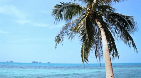 Tropical Paradise at Samui with palm  tree on the beach Stock Footage 35304394