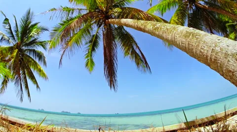 Tropical Paradise at Samui with palm tree on the beach Stock Footage 36336079