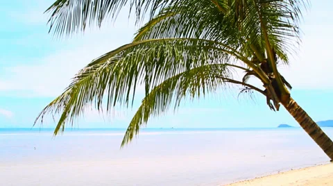 Tropical Paradise at Samui with palm  tree on the beach Stock Footage 38689665
