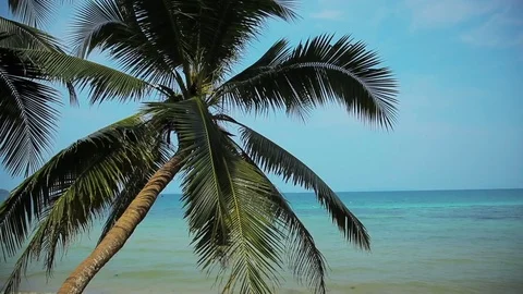 Tropical Paradise at Samui with palm  tree on the beach Stock Footage 75464568