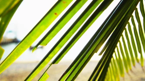 Tropical Paradise at Samui with palm  tree on the beach Stock Footage 75464611