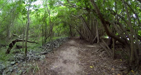 A tropical paradise trail Stock Footage 42829486