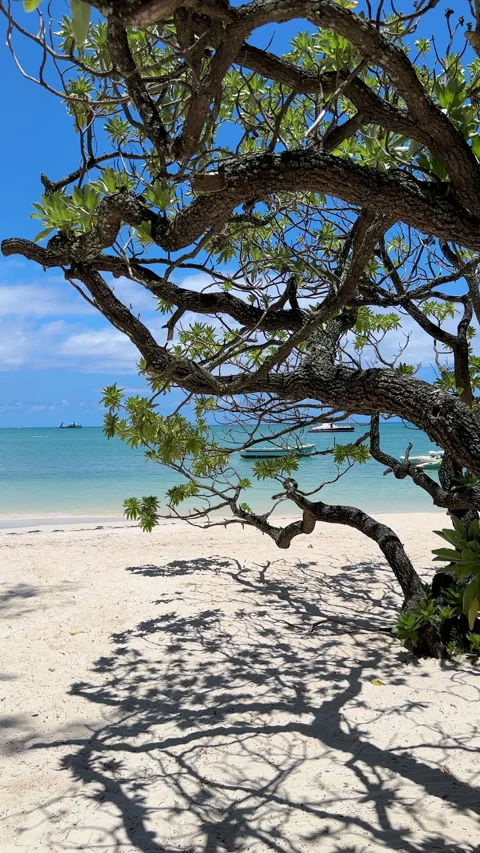 Tropical paradise: tree branch over turquoise lagoon Stock Footage 302489088
