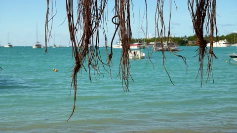 Tropical paradise view through hanging lianas. Stock Footage 304583580
