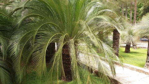 Tropical park with long leaf palm trees at hotel resort Stock Footage 110990460