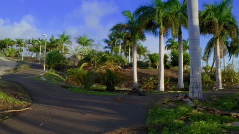 Tropical park in summer Stock Footage 146727746