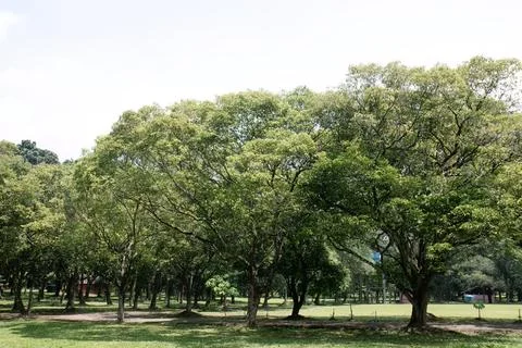 Tropical Park Tree Row with Path and Open Space Stock Photos