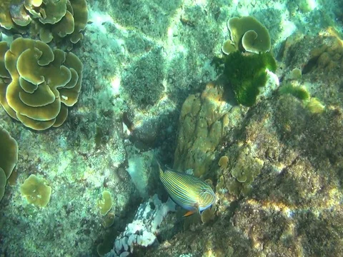 Tropical parrot fish Video stock 78320959