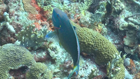 Tropical parrot fish Stock Footage 127914114