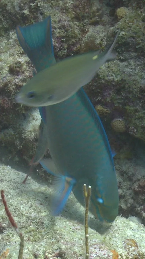 Tropical parrot fish Stock Footage 294611821
