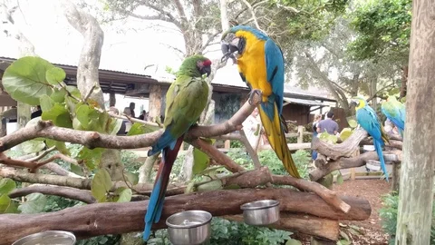 Tropical Parrots in a branch Stock Footage 126218863