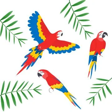 Tropical parrots collection. Vector isolated elements on the white backgroud Stock-Illustration