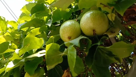 Tropical passion fruit in the sun. Stockbeeldmateriaal 337378954