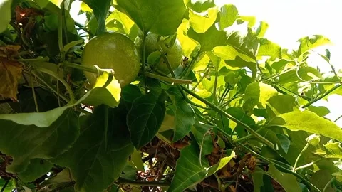 Tropical passion fruit in the sun. Vídeos de archivo 337378980
