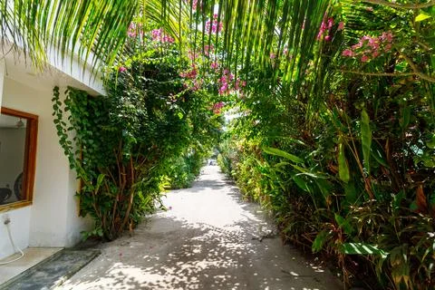 Tropical path winds through dense greenery and flowers 스톡 사진