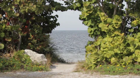 Tropical Pathway to be Explore Stock Footage 36606680