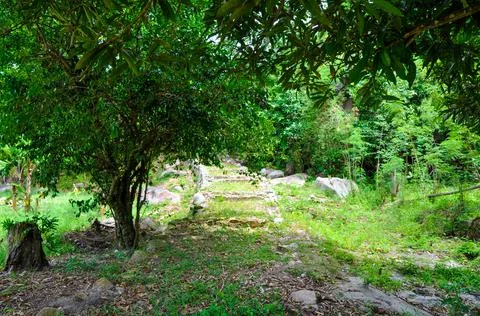 Tropical pathway in rocks Stock Photos