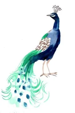 Tropical peacock Illustrazione stock