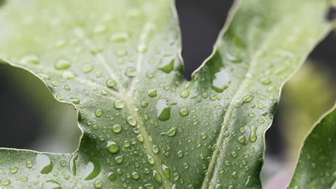 Tropical Philodendron Leaf with Rain Droplets Swaying in Wind During Rainfall Stock Footage 336979888