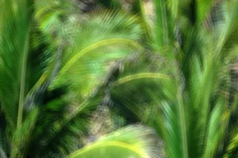 Tropical Stock Photos