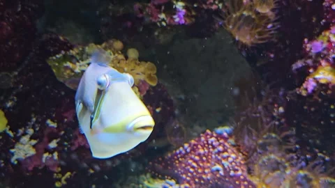 A Tropical picasso fish  Stock Footage 267467931