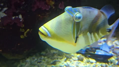A Tropical Picasso fish Stock Footage 277418811
