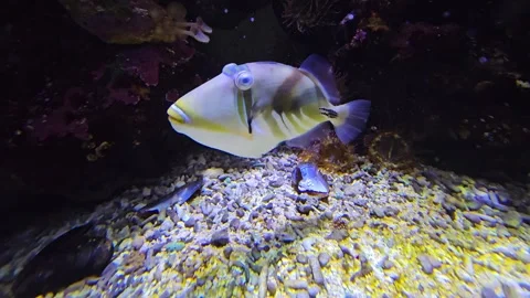  a Tropical Picasso fish Stock Footage 277536828