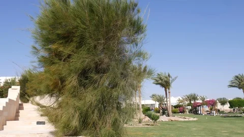 Tropical Pine and Palm Trees in Windy Day. Green Lawn on Hotel Territory. Egypt Stock Footage 116973112