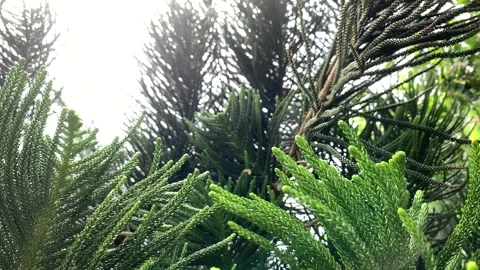 Tropical pine leaves moving in the wind Stock-Footage 149390541