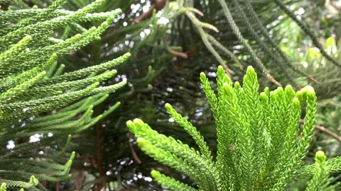 Tropical pine leaves moving in the wind Stock Footage 149425167