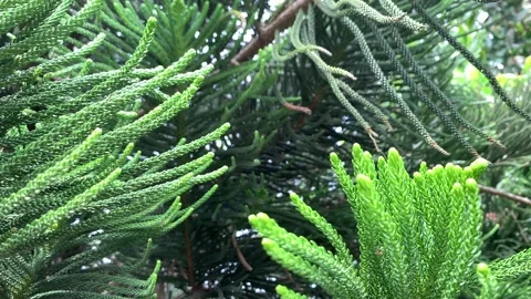 Tropical pine leaves moving in the wind Stock Footage 149425496