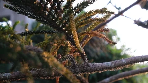 Tropical pine with little spiderweb during sunset Stock Footage 269340070