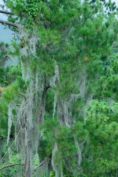 Tropical pine tree with moss on branches Stock Photos